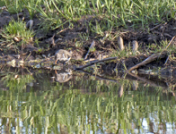 Spotted Sandpiper 1884